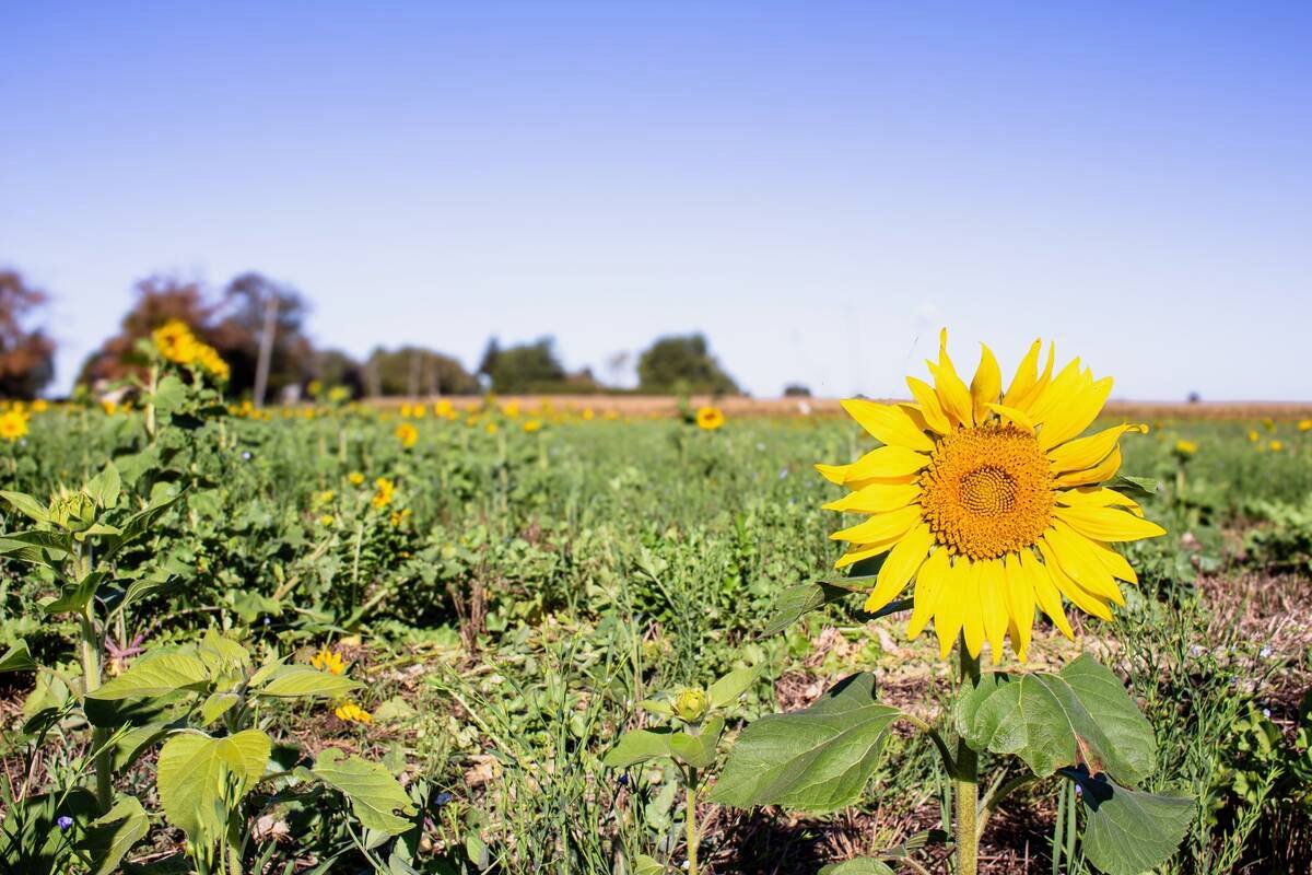 Cover crop use funded by local and federal programs has grown. Photo: Courtesy Essex Region Conservation Authority