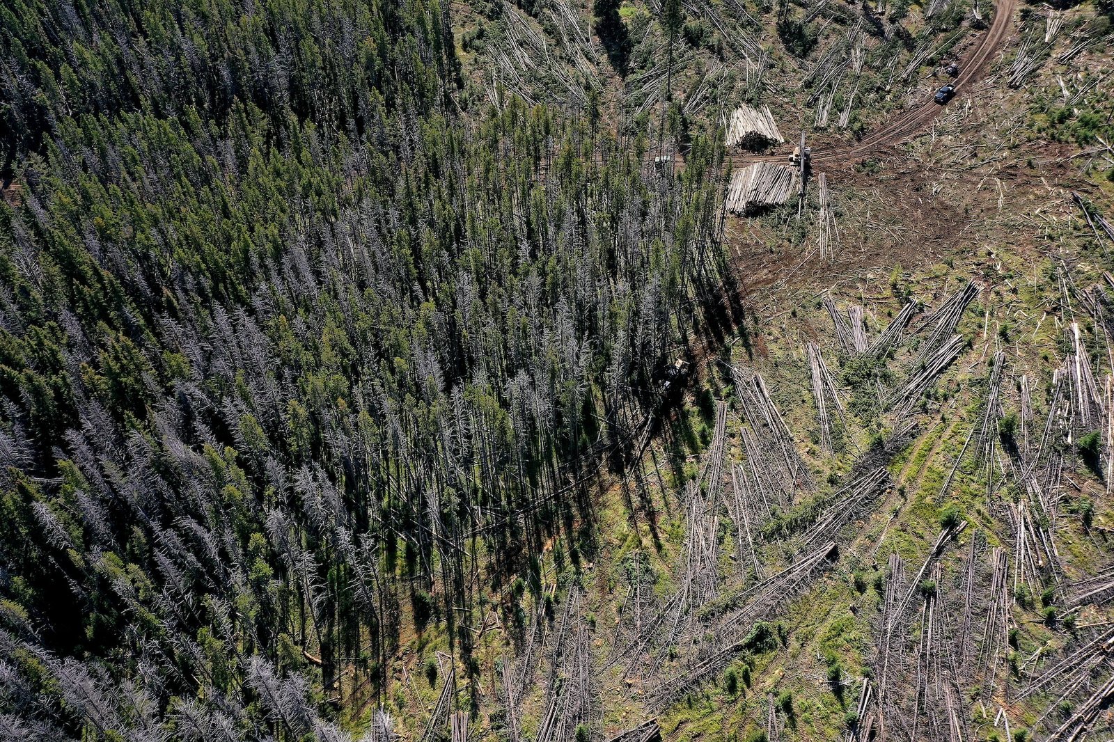 felled trees in a dense forest