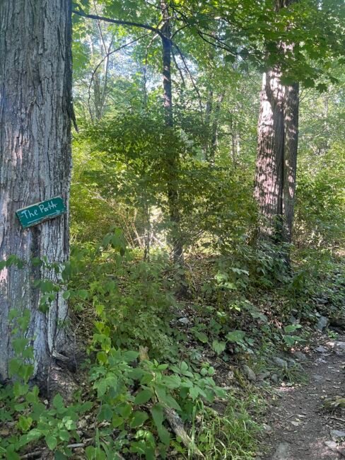 A wooded forest path with a green sign labeled "The Path" attached to a tree on the left, surrounded by dense greenery and sunlight filtering through the trees.