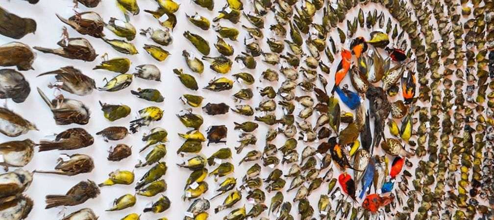2015 avian casualty layout display, FLAP, Fatal Light Awareness Program
