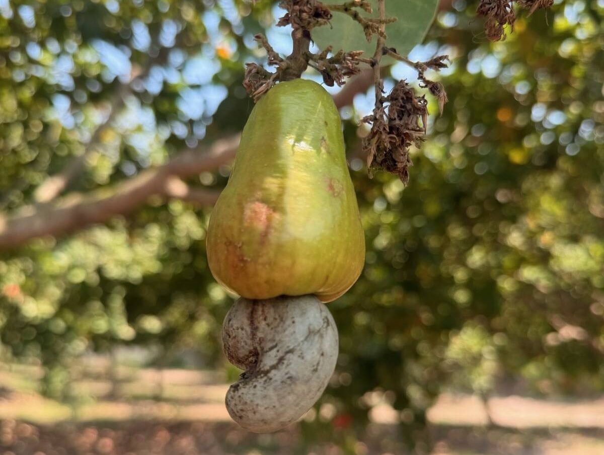 Cashews are ripe and ready to harvest when the nut protrudes from the bottom of the “apple” and the fruit falls to the ground. Photo: AALP