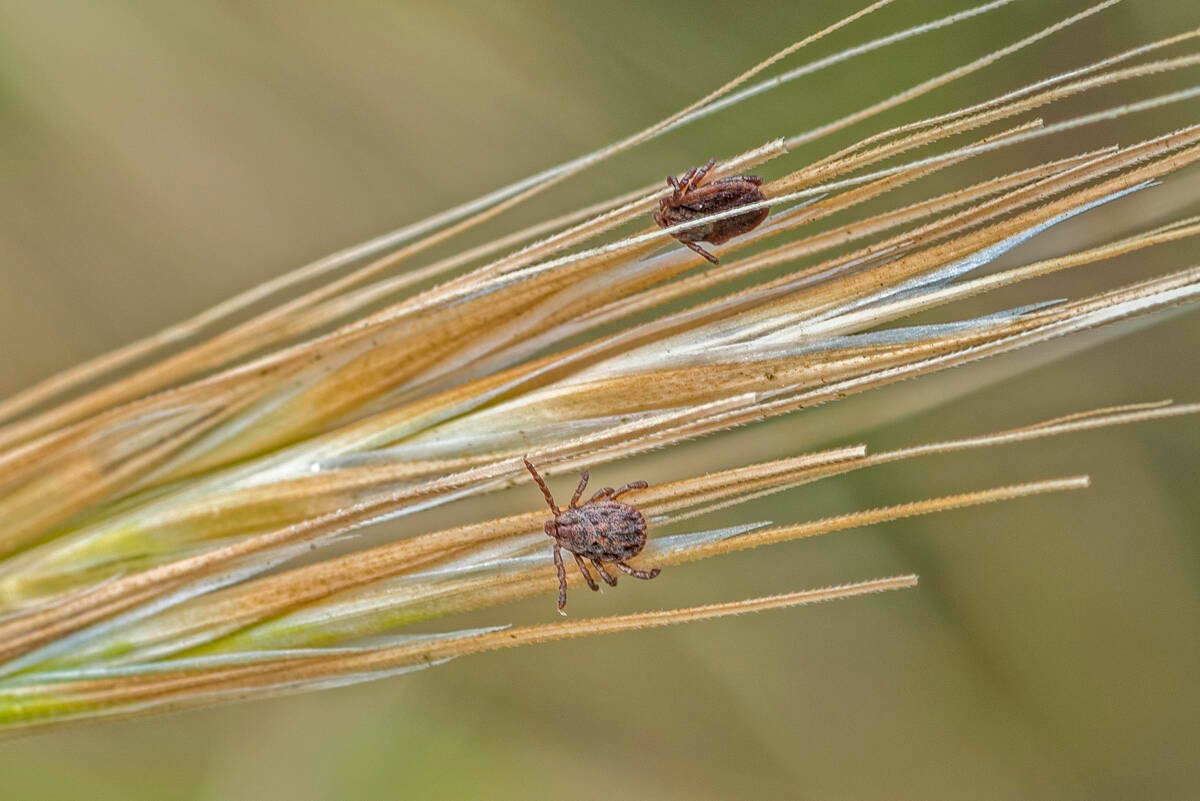 Dermacentor variabilis, the American dog tick. Photo: Gerald Corsi/iStock/Getty Images