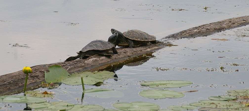 Two northern map turtles bask on a log along the shoreline of Opinicon Lake, Opinicon Lake, Frontenac Arch, natural corridor, wildlife corridor, biodiversity, eastern Ontario, forest, freshwater, natural splendour, shoreline, wetlands, healthy biodiversity, waterlilies