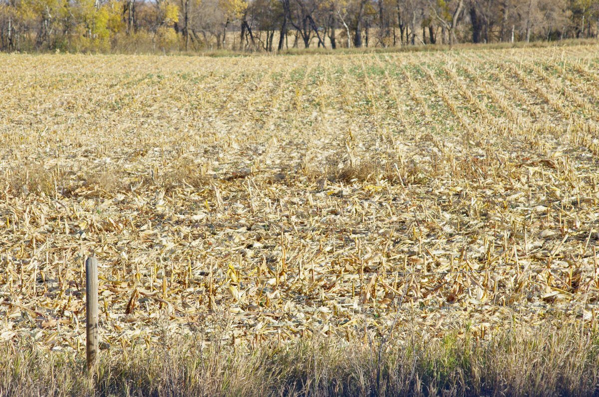 Corn stubble and shredded residue covering a harvested field in fall, with a wooden fence post in the foreground and bare trees beyond. Photo: Alexis Stockford