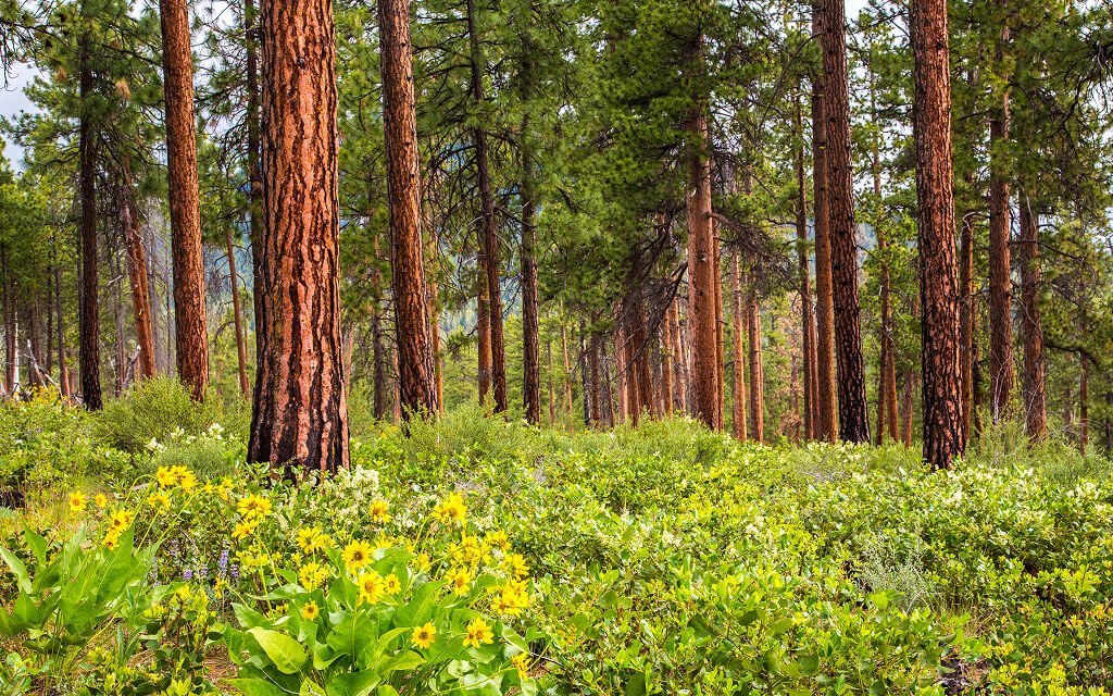 Trees in a forest highlighting deforestation and sustainable cardboard sourcing for custom packaging.