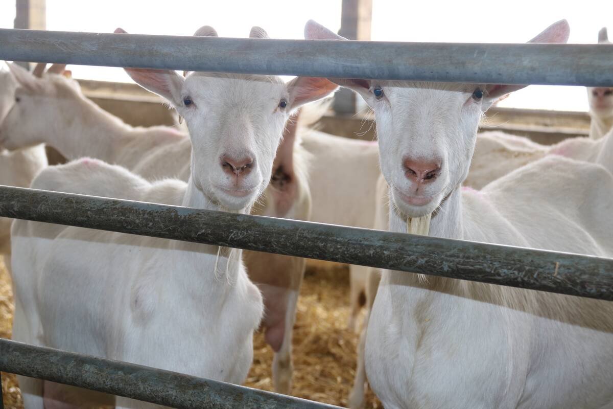 Research, producer training and education programs are on the new levy-funded organization’s agenda. Photo: Diana Martin
