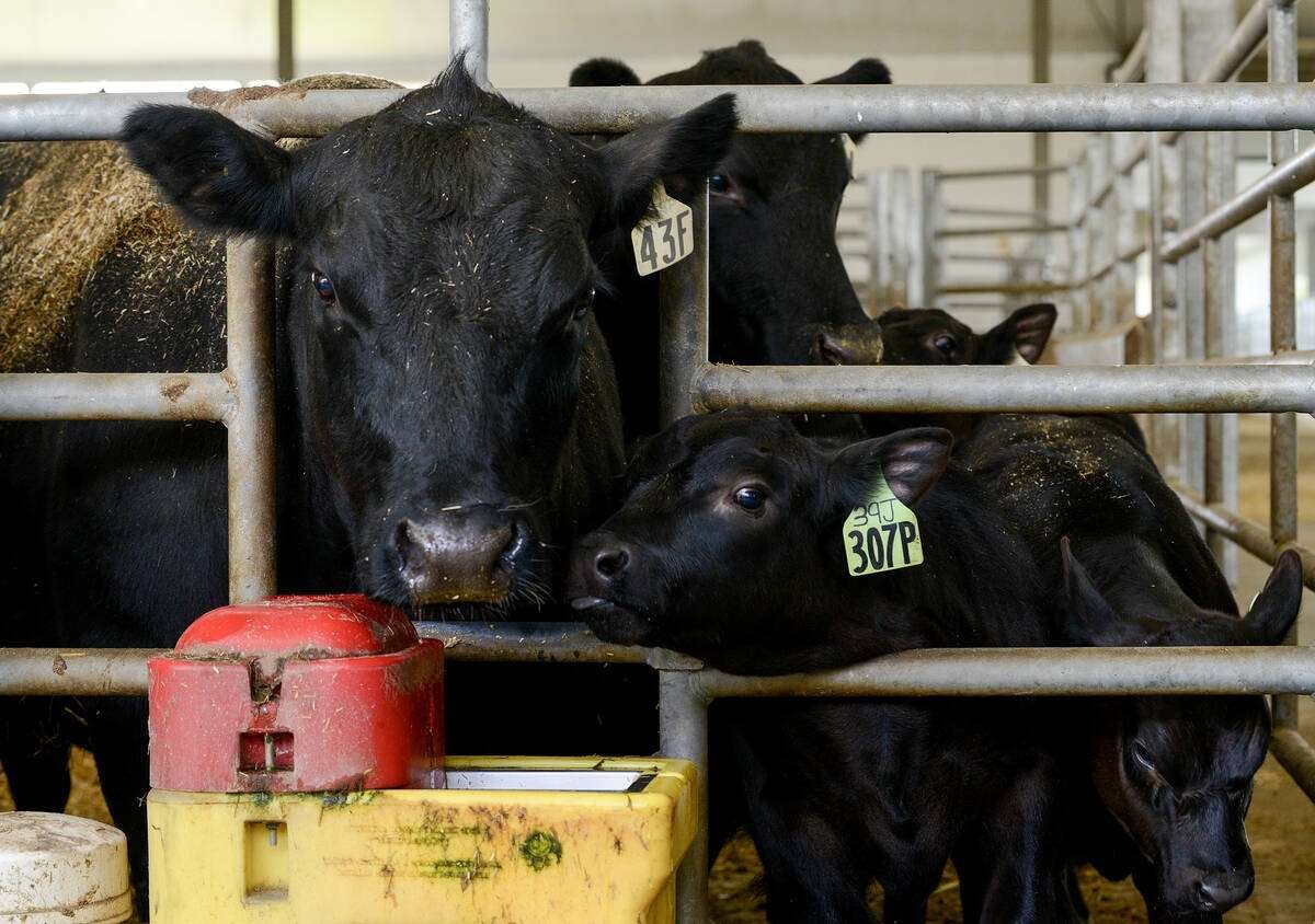 A few Ontario Beef Research Centre Angus-Simmental cross bred cows and calves demonstrate the genetic strength of the breeding program to develop near carbon-copy cattle to facilitate the most accurate research results. Photo: Diana Martin