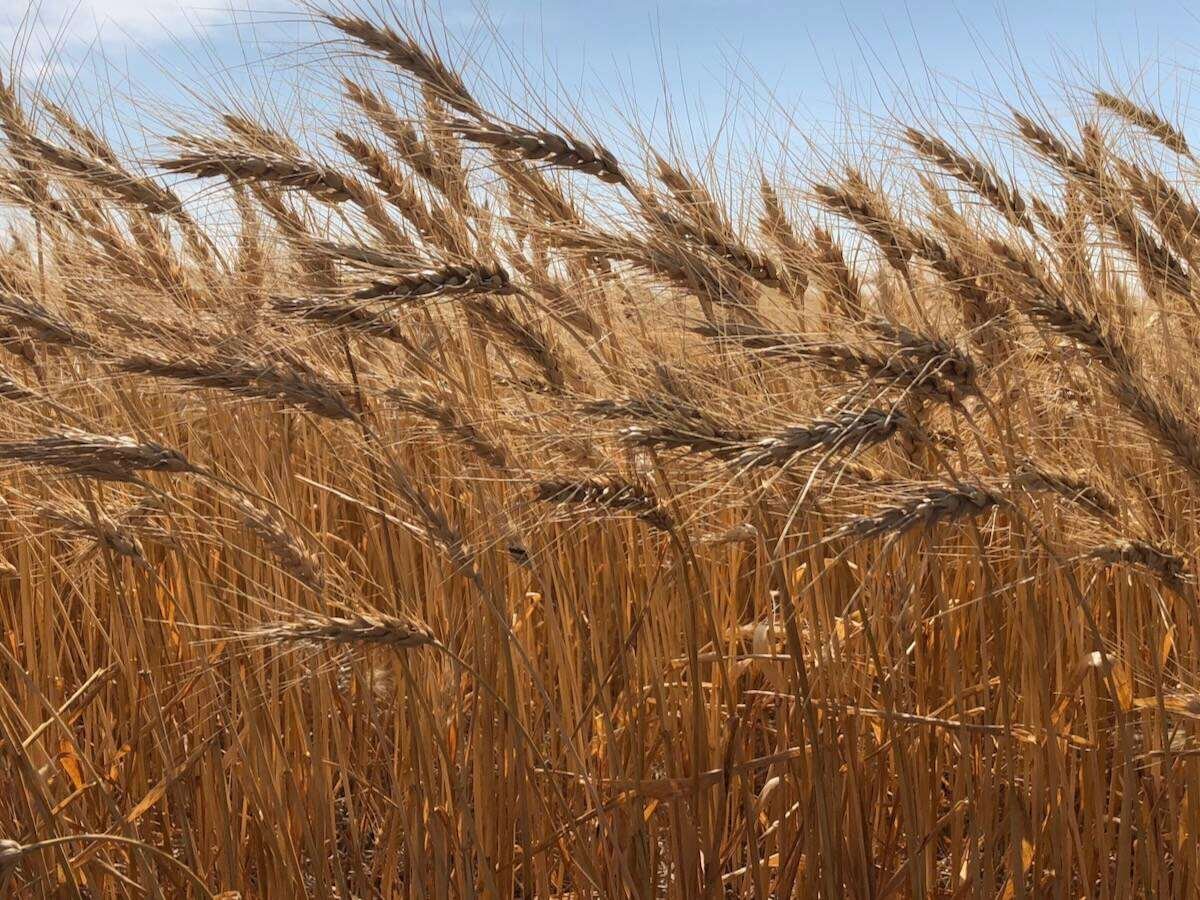 Ontario wheat growers generally sell about 85 per cent of their production from Aug. 1 through Dec. 31. Photo: Greg Berg