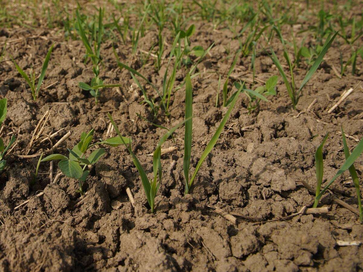 Ontario’s total 2026 winter wheat crop is still expected to be down slightly from the previous year but its per-acre yields may be record-setting. Photo: File