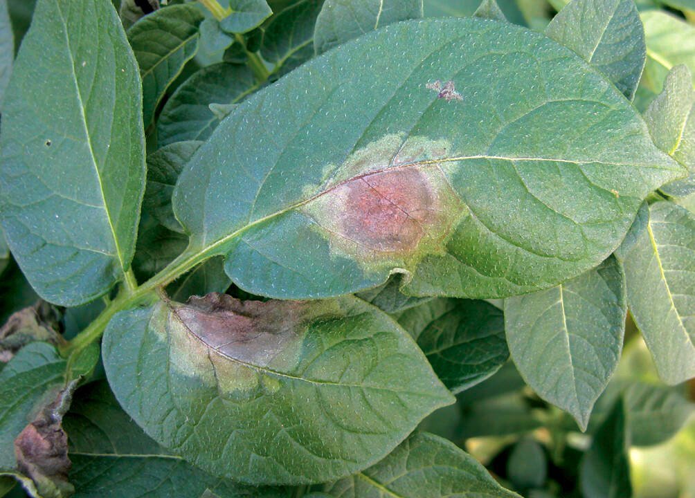 Late blight appears on the  upper side of the leaves as brown spots surrounded by a yellowish halo, while the underside shows a white mycelium with spore development.  Photo: Eugenia Banks, Ontaro Potato Board