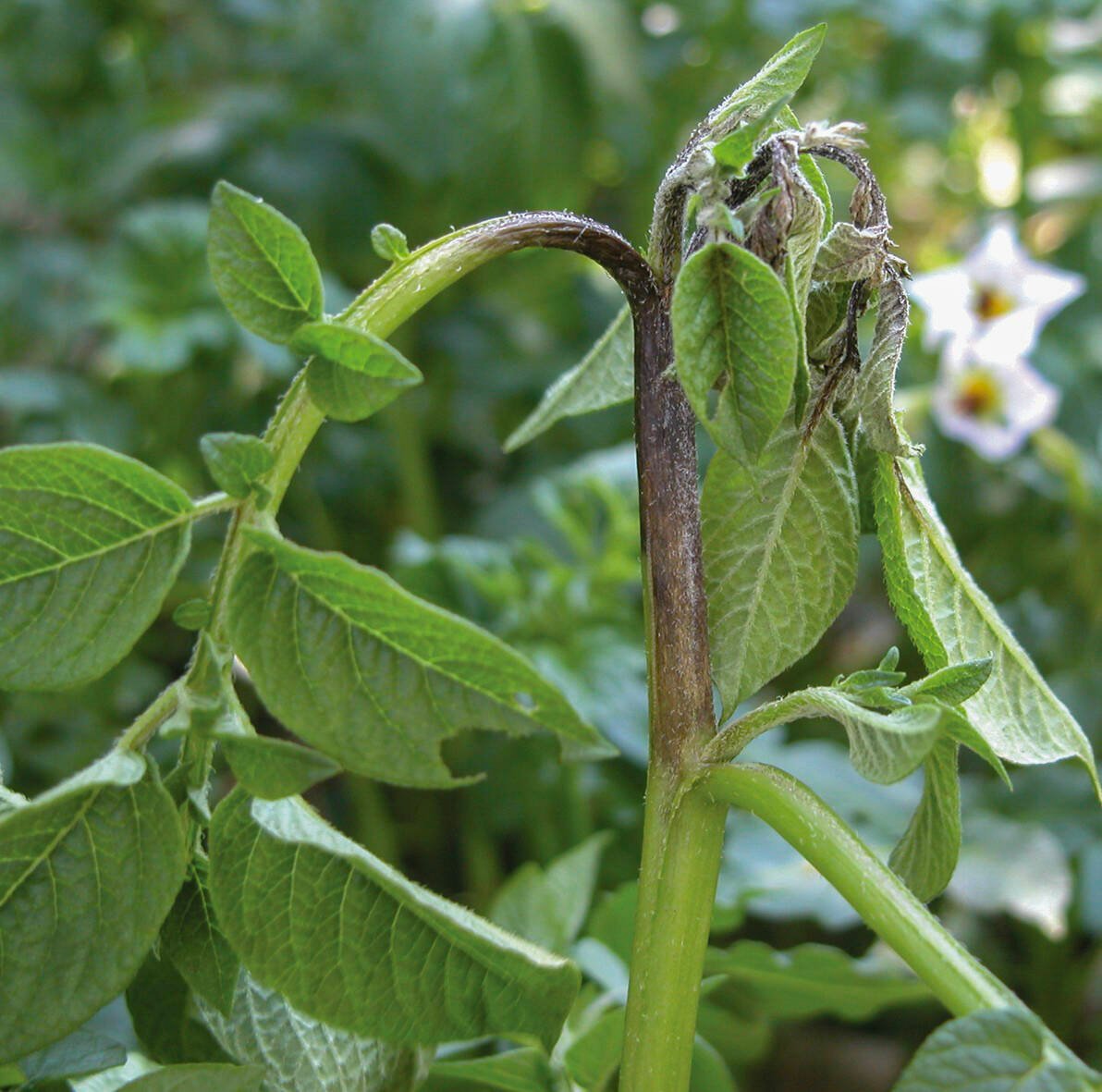 This shows late blight infection in new potato growth. Photo: Eugenia Banks, Ontario Potato Board
