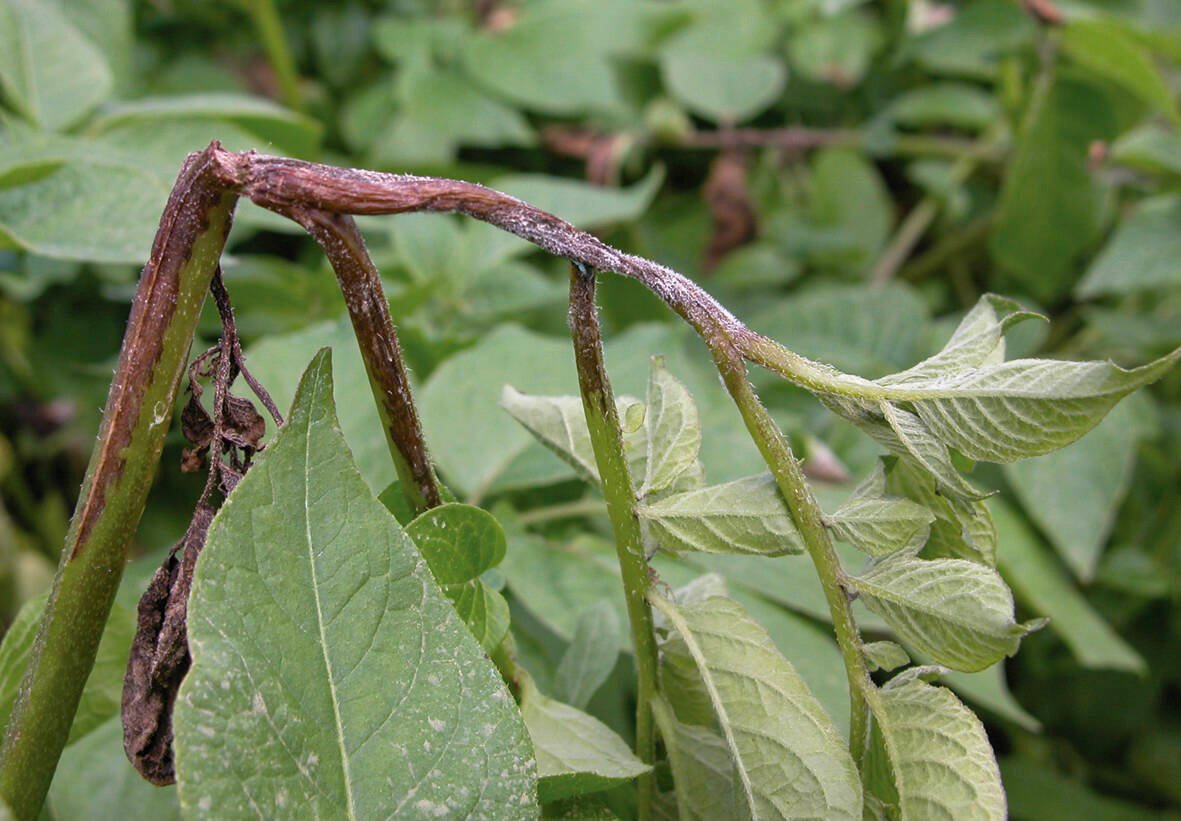 The late blight pathogen can survive for long periods on infected stems, even without mycelium. Photo: Eugenia Banks, Ontario Potato Board