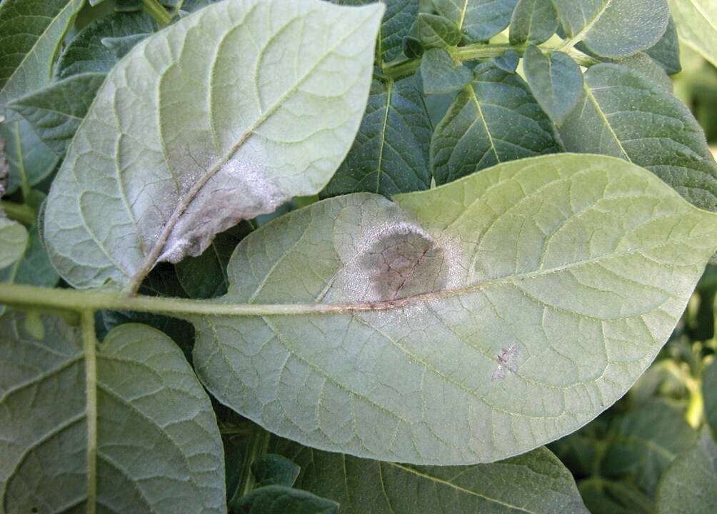 Late blight appears on the  upper side of the leaves as brown spots surrounded by a yellowish halo, while the underside shows a white mycelium with spore development.  Photo: Eugenia Banks, Ontaro Potato Board