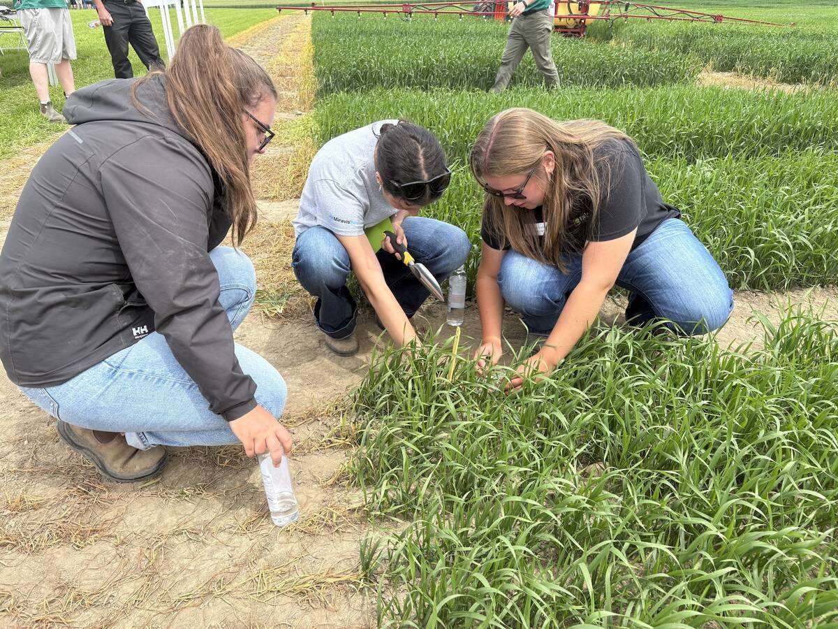 Wheat Wednesday participants Erica Hamilton, Gabby Johnston and Leah Gallaher measure the distance between plants and plant size to determine crop health. Photo: Sarah McGoldrick