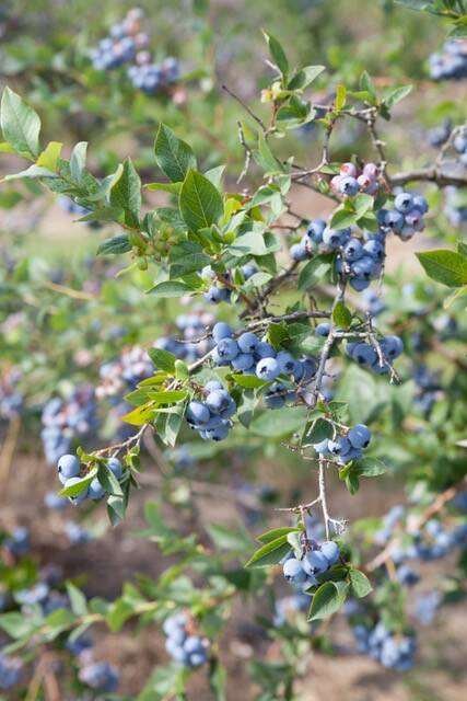 Clusters of ripe blueberries hang from leafy bushes at Wilmot Orchards. Photo: Courtney Stevens