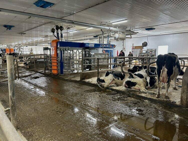 Cows requiring special attention, such as newly calved cows, are housed in the rear section of the single-cow milking robot. Photo: Marie-Josée Parent