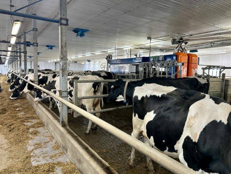 The double robot is shown with the barrier separating the two groups: high-producing cows on the right and cows further on in lactation on the left. Note that the high-producing cows also have access to this robot. Photo: Marie-Josée Parent