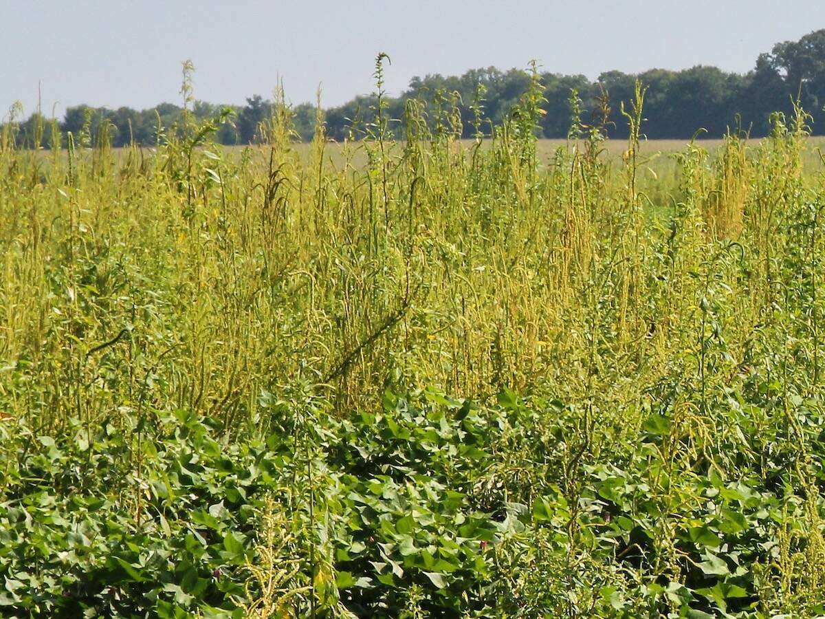 Palmer amaranth, shown here infesting a U.S. cotton field, has spread to over 30 states in that country, exhibiting multiple resistances that have made it one of U.S. agriculture’s most problematic weeds. Photo: ARS/USDA