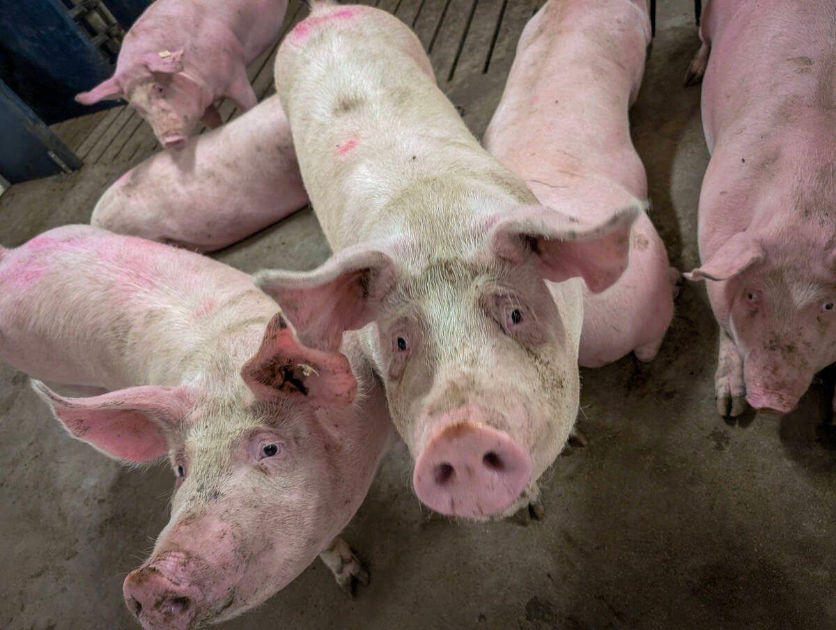 Ontario pork producers are seen taking the necessary steps to remain competitive and profitable. Photo: Geralyn Wichers