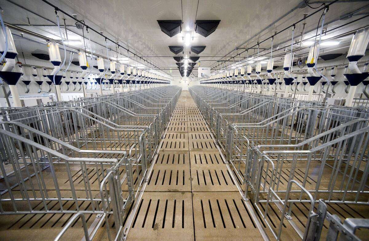 Sow housing in the Ontario Swine Research Centre. Photo: Diana Martin