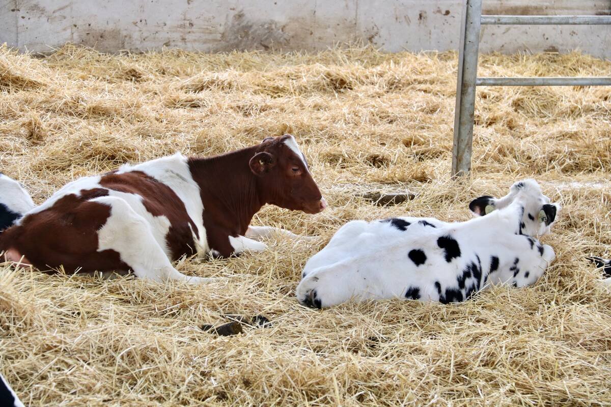 Two Holstein calves lying in a pen. Photo: John Greig