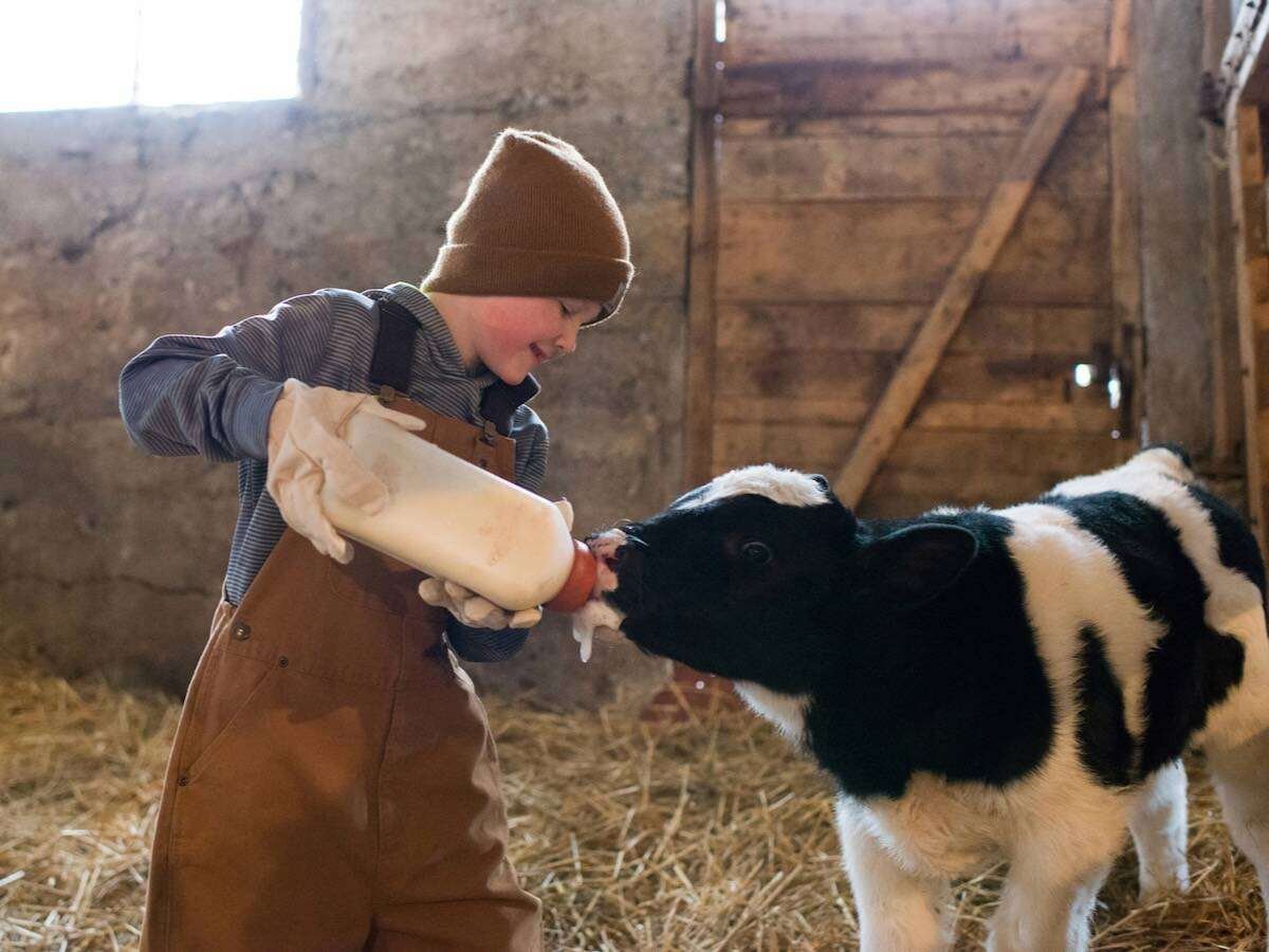 Young boy bottling feeding a calf in a barn, in Canada. Photo: Katie Ellement/iStock/Getty Images

