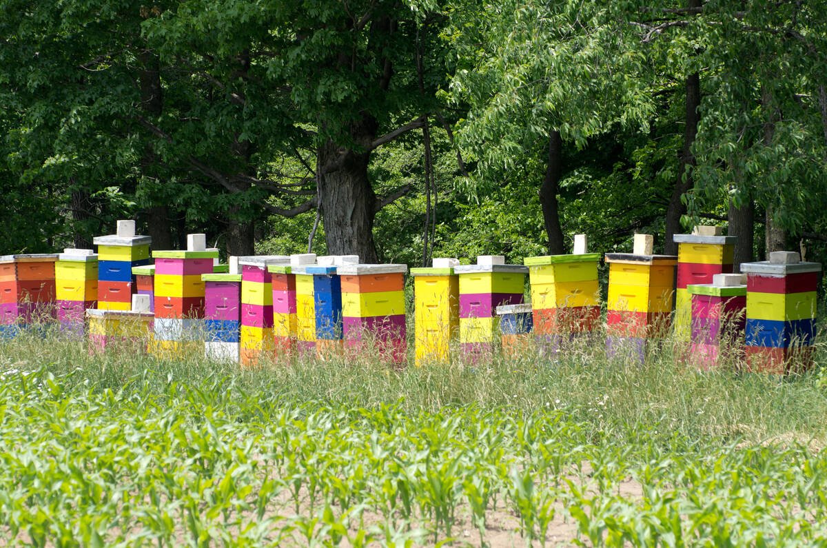 A row of brightly painted bee hives in a rural setting next to a farm field of corn. The neonicotinoid pesticides used during corn planting have been linked to the collapse of the bee population in corn growing regions.