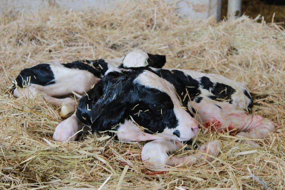 Two newborn Holstein calves born in July 2021. Crossbreeding dairy cows to beef sires can boost muscling and market value, but feeding strategies remain key to maximizing returns. Photo: Melissa Jeffers-Bezan