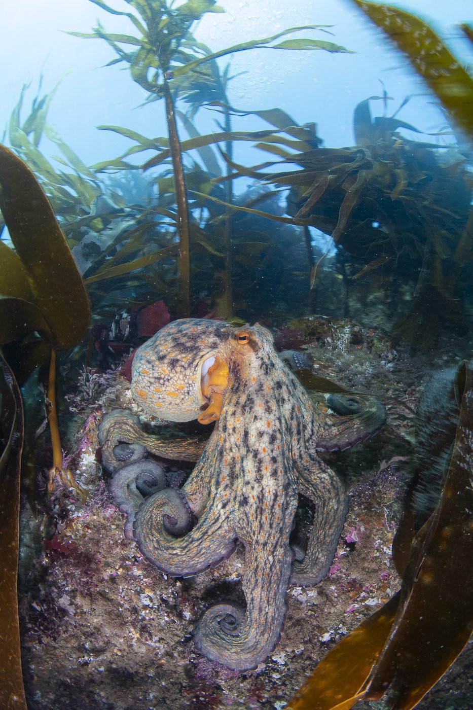 Majestic grey, orange and white octopus resting on a rock, surrounded by large fronds of kelp