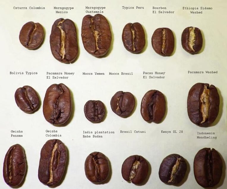 Coffee beans vary in size depending on origin and roast level.
