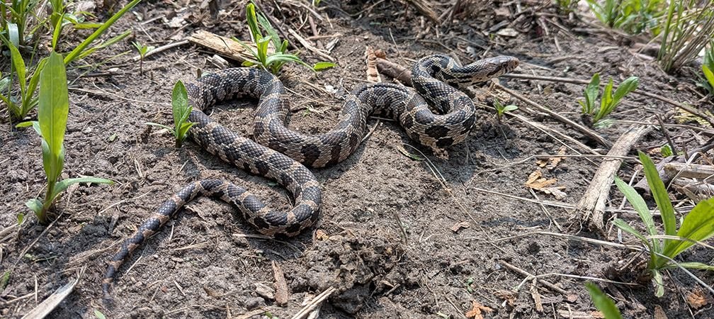 Eastern foxsnake found during LTMP surveys, species at risk, threatened species at risk in Ontario