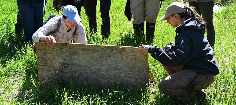 Long-term snake monitoring participants flipping pre-placed coverboards to look for snakes