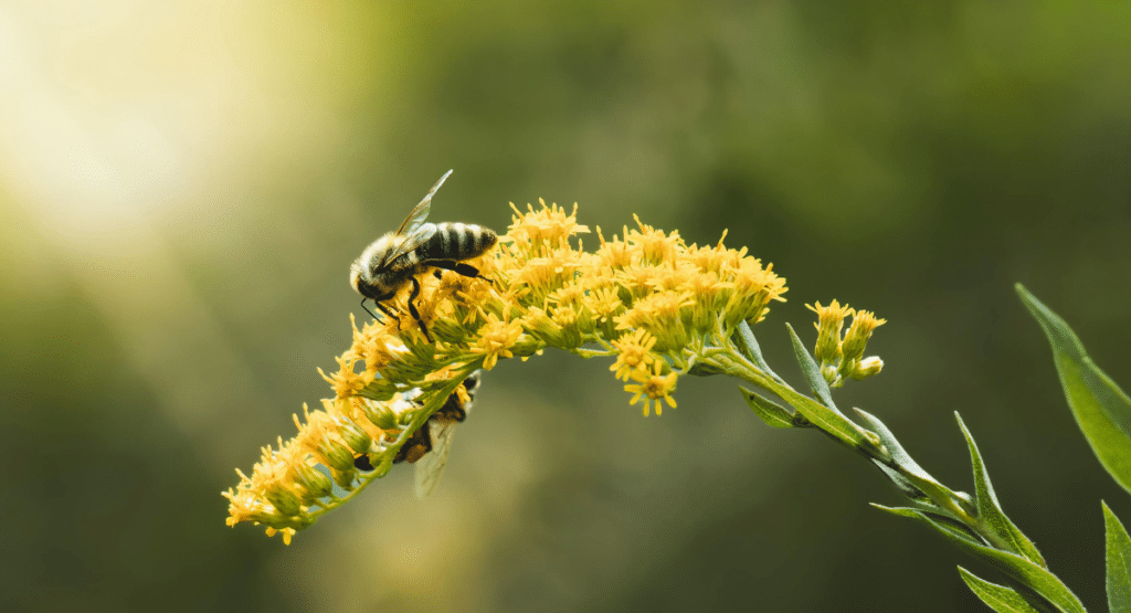 pollinator bee on goldenrod flower