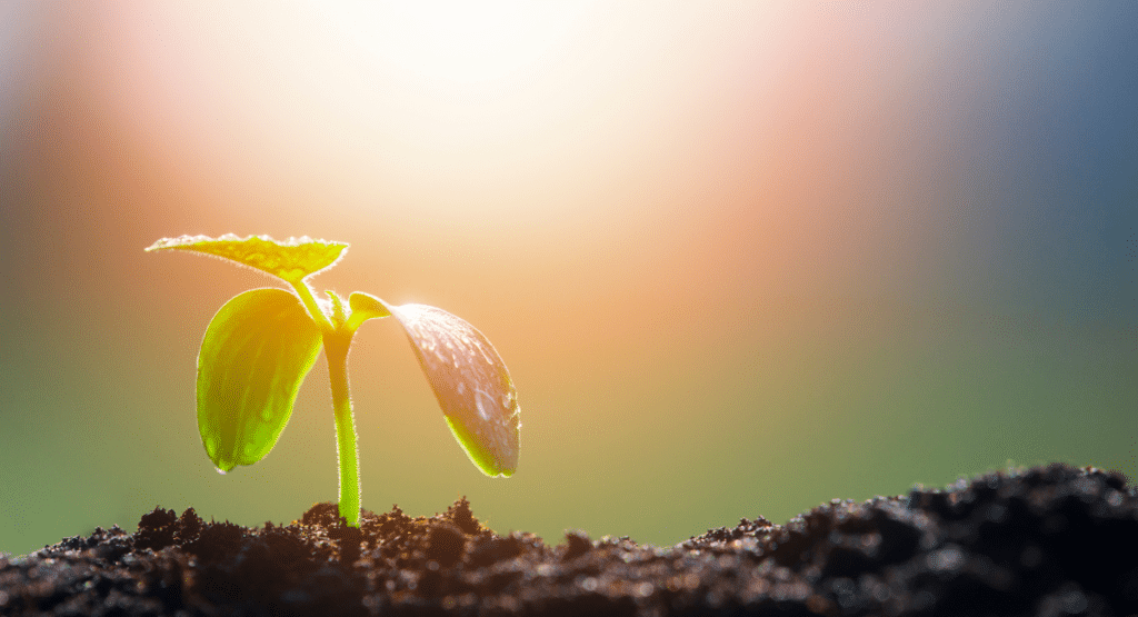 plant absorbing sunlight growing in soil