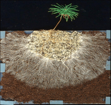 Mycorrhizal fungi