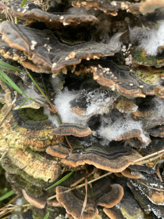 fungi on tree stump