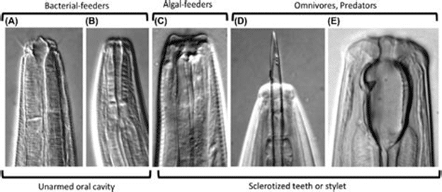 Nematode mouthparts