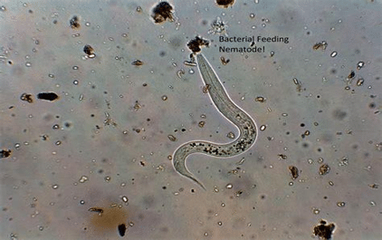 Nematode feeding