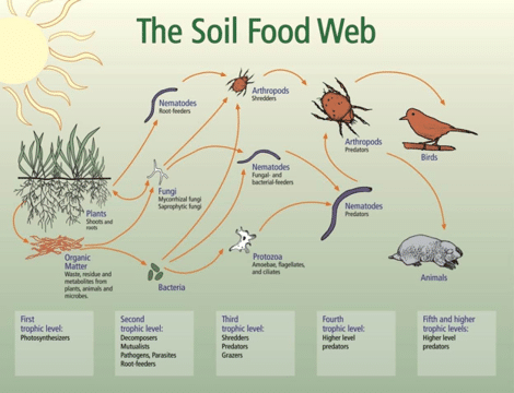 Soil Food Web 2