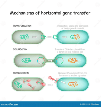 Gene Transfer