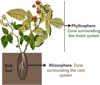 Rhizosphere Phyllosphere