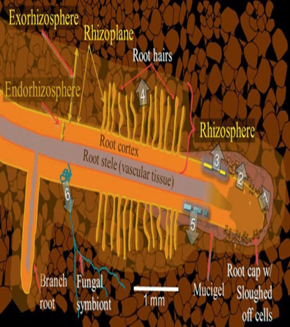 Rhizosphere