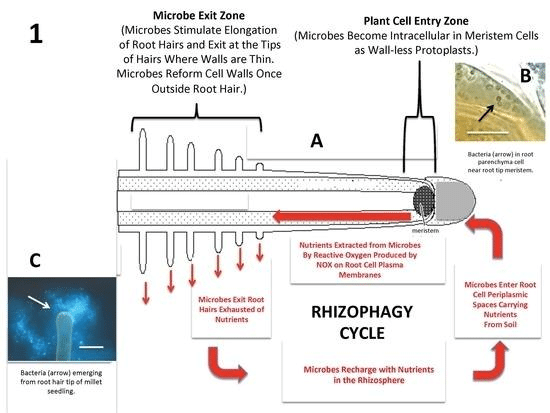 Rhizosphagy Cycle
