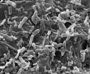 Microscopic minerals and microbes