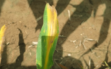 Corn leaf