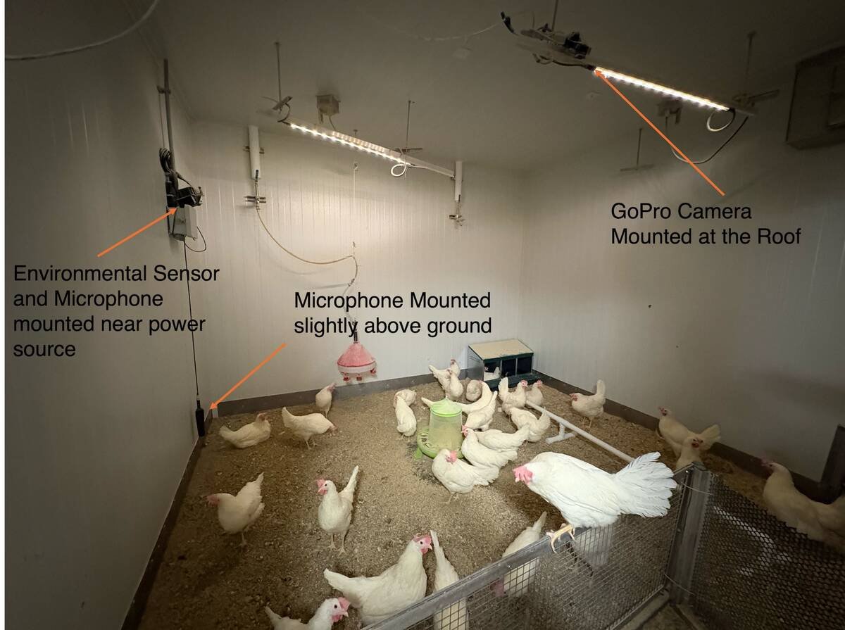 Cameras, microphones, thermal imaging and environmental sensors track barn living conditions to provide a better understanding of poultry health and behaviour. Photo: Suresh Raja Neethirajan, Dalhousie University