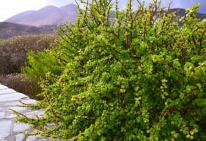 Spekboom (Portulacaria afra)