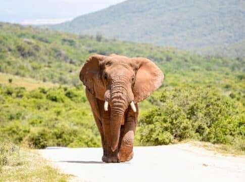 Amazon's Biggest Forest Carbon Bet in South Africa Shows Why Nature-Based Climate Finance is Winning
