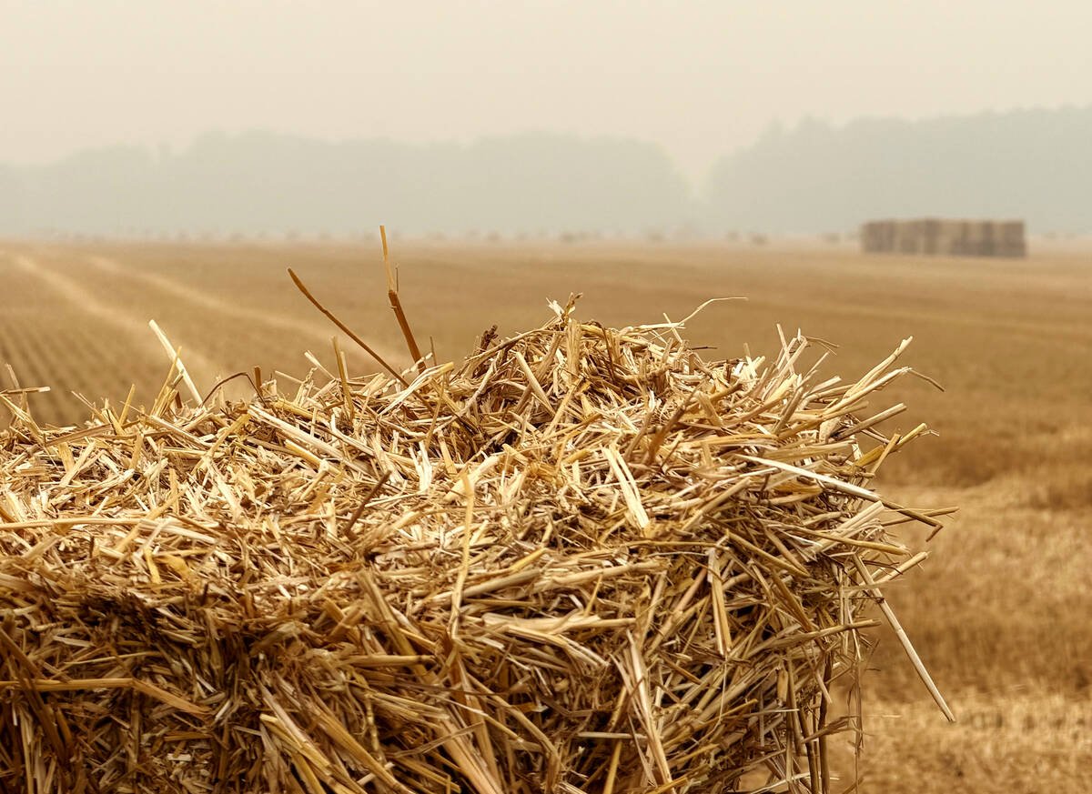 Farmers worked through poor air quality conditions caused by wildfire smoke to move and pile straw bales. Photo: John Greig