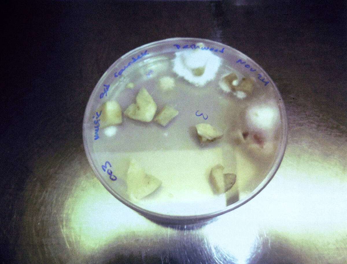 Garlic cloves from a mix of sources showed infection rates for fusarium oxysporum and the more aggressive Fusarium proliferatum. Photo: Diana Martin